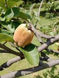 Attēlu rezultāti vaicājumam “Cydonia oblonga”