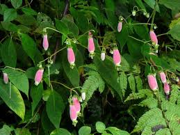 Image result for Campanula affinis