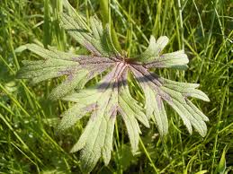 Attēlu rezultāti vaicājumam “Ranunculus acris leaf”