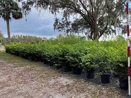 Attēlu rezultāti vaicājumam “Ligustrum vulgare”