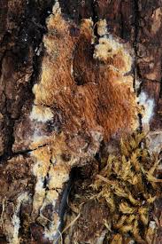 Attēlu rezultāti vaicājumam “Mycoacia fuscoatra”