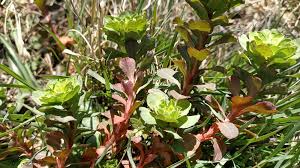 Attēlu rezultāti vaicājumam “Euphorbia helioscopia leaf”