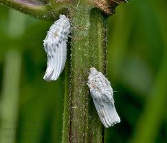 Attēlu rezultāti vaicājumam “Orthezia urticae”