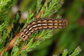 Attēlu rezultāti vaicājumam “Lycophotia porphyrea”