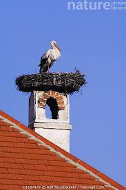 Attēlu rezultāti vaicājumam “Ciconia ciconia adult”