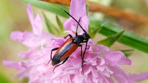 Attēlu rezultāti vaicājumam “Stenurella melanura”