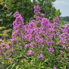 Attēlu rezultāti vaicājumam “Phlox paniculata”
