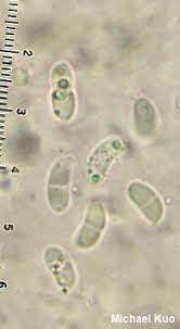 Attēlu rezultāti vaicājumam “Calocera cornea”