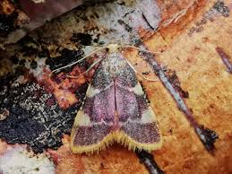 Attēlu rezultāti vaicājumam “Hypsopygia costalis”