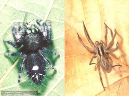 Image result for spider