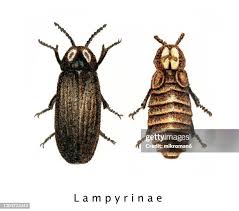 Attēlu rezultāti vaicājumam “Capsus ater”