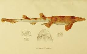 Image result for Haploblepharus edwardsii
