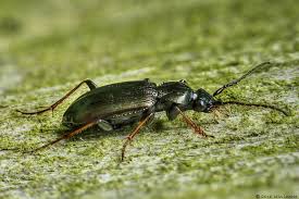 Attēlu rezultāti vaicājumam “Loricera pilicornis”