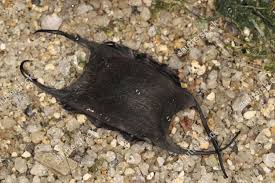 Image result for Amblyraja radiata