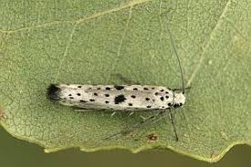 Attēlu rezultāti vaicājumam “Yponomeuta plumbella”