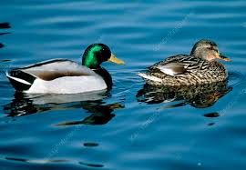 Attēlu rezultāti vaicājumam “Anas platyrhynchos male”