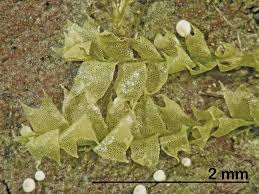 Attēlu rezultāti vaicājumam “Lophocolea coadunata”