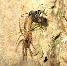 Attēlu rezultāti vaicājumam “Dipogon sp.”