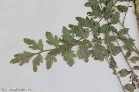 Attēlu rezultāti vaicājumam “Cardamine impatiens”