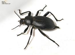 Attēlu rezultāti vaicājumam “Tenebrionidae”