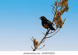 Image result for Pipilo erythrophthalmus