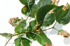 Attēlu rezultāti vaicājumam “Gracillaria syringella larva”