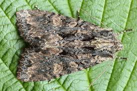 Attēlu rezultāti vaicājumam “Mniotype satura”