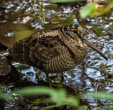 Attēlu rezultāti vaicājumam “Scolopax rusticola eggs”
