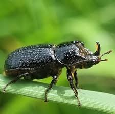 Attēlu rezultāti vaicājumam “Sinodendron cylindricum female”