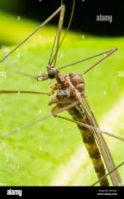 Attēlu rezultāti vaicājumam “Trichocera regelationis”