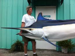 Image result for Istiompax indica