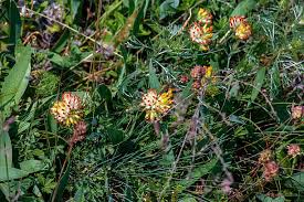 Attēlu rezultāti vaicājumam “Anthyllis vulneraria leaf”