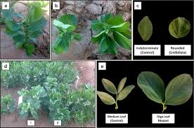 Attēlu rezultāti vaicājumam “Vicia faba leaf”