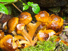 Attēlu rezultāti vaicājumam “Armillaria sp.”