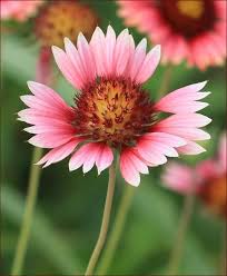Image result for Gaillardia