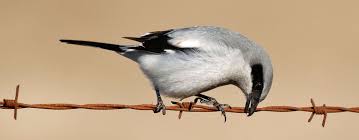 Attēlu rezultāti vaicājumam “Laniidae”