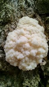 Attēlu rezultāti vaicājumam “Reticularia lycoperdon”