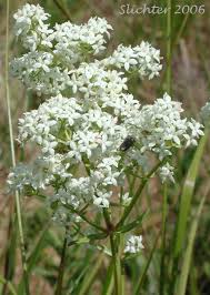 Attēlu rezultāti vaicājumam “Galium boreale leaf”