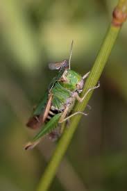 Attēlu rezultāti vaicājumam “Javesella pellucida male”