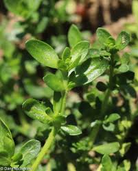 Attēlu rezultāti vaicājumam “Herniaria glabra leaf”