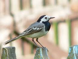 Image result for Motacilla alba