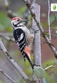 Attēlu rezultāti vaicājumam “Dendrocopos leucotos”