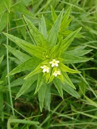 Attēlu rezultāti vaicājumam “Lithospermum officinale flower”