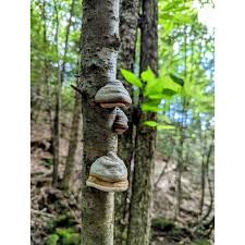 Attēlu rezultāti vaicājumam “Fomes fomentarius”