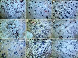 Attēlu rezultāti vaicājumam “Arthonia spadicea”