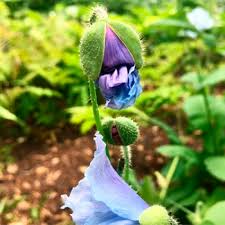 Image result for Meconopsis betonicifolia alba