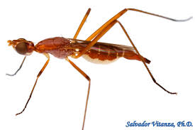 Attēlu rezultāti vaicājumam “Micropezidae”