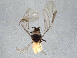 Attēlu rezultāti vaicājumam “Pemphigus borealis”