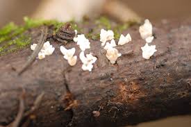 Attēlu rezultāti vaicājumam “Mucronella calva”