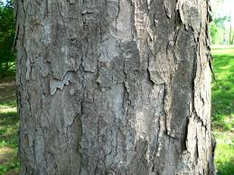 Attēlu rezultāti vaicājumam “Acer pseudoplatanus”